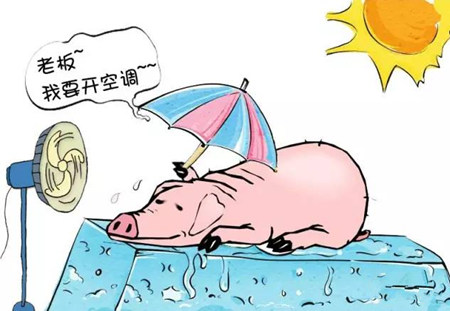 风油精和啤酒居然是解决母猪热应激的灵丹妙药!