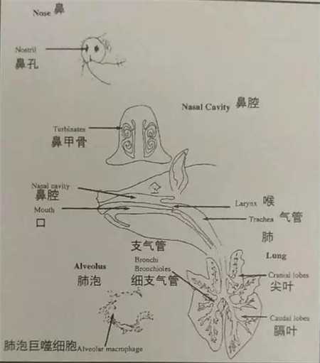 全球养猪专家汇聚卡美养猪高峰论坛——哼哼会评全程报道