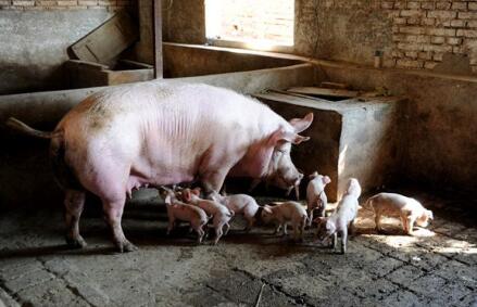母猪15头以下和30头以上猪场的差距在这里!