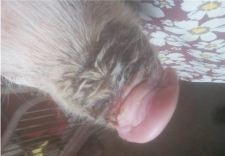 母猪产后拒乳咬仔原因汇总，新手一定要学习！