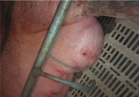 母猪产后拒乳咬仔原因汇总，新手一定要学习！