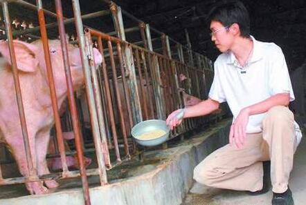 别吓我!千钧一发,养猪人都要放弃养猪吗……