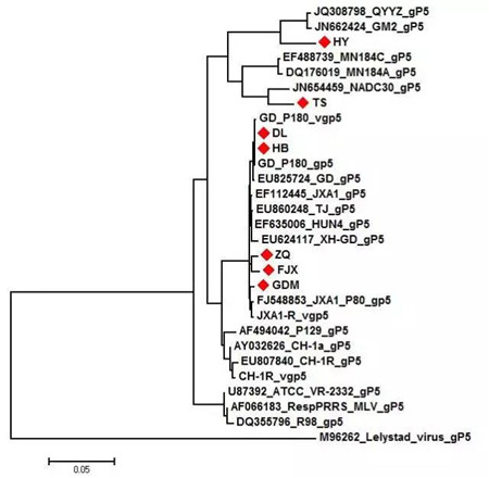 如何正确认识猪蓝耳病，首先从看懂抗原抗体报告开始