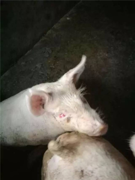 猪场常见的红眼病是什么原因？