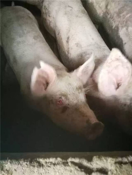 猪场常见的红眼病是什么原因？