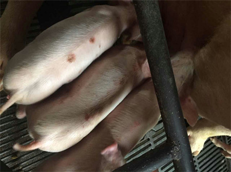 仔猪“体无完肤”？细节管理很重要啊！！！