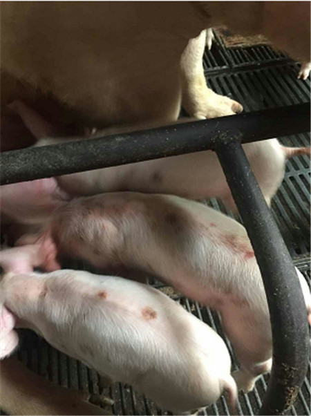 仔猪“体无完肤”？细节管理很重要啊！！！