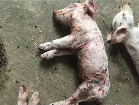 仔猪“体无完肤”？细节管理很重要啊！！！