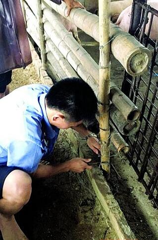南海两猪棚暴雨中倒塌 几十头“二师兄”吓得嗷嗷大叫