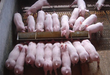 兽医临床谈 “脑炎” 脑炎与脑膜炎的区别与治疗