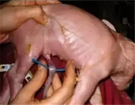 如何确保母猪顺产，需要注意哪些？