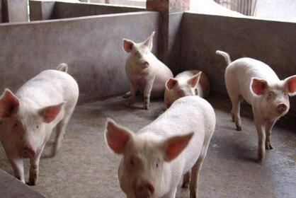 重庆石柱打工女回乡创业 深山养猪奔上致富路