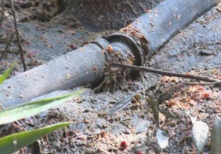 重拳出击!又拘一个,双流这个养猪的老板进去了