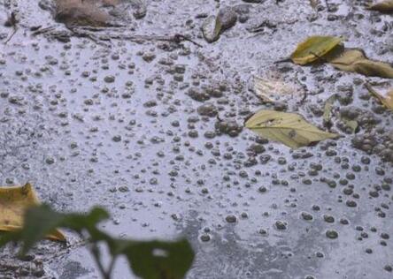重拳出击!又拘一个,双流这个养猪的老板进去了