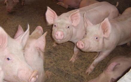 支招:养猪资金不足怎么破,合作社成员来相助