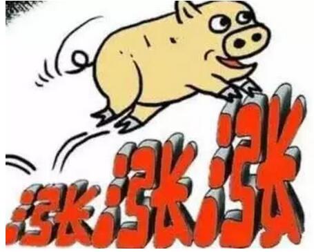 猪价迎来全国范围反弹 预计短期猪价持续小幅上涨