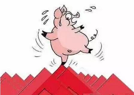 猪价虽涨 但大幅爬升难!养猪人要精打细算又要大手笔