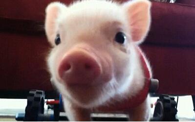 业内:今年并不是亏损年,虽然有深跌,但还是有底线