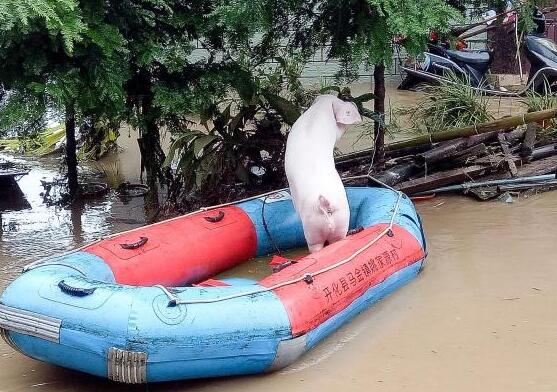 洪水来袭！猪圈被淹，