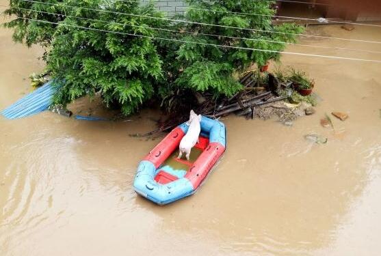 洪水来袭！猪圈被淹，