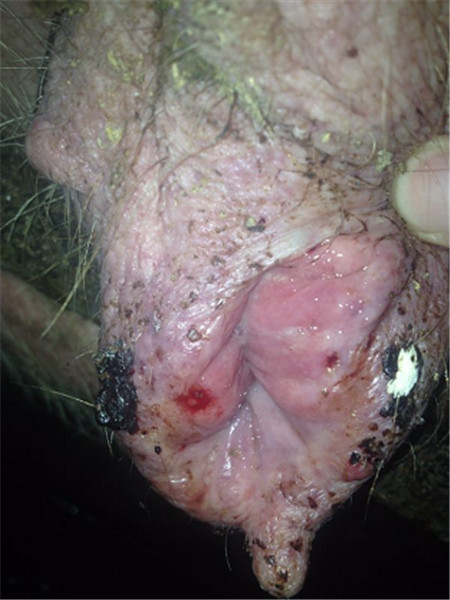 母猪产道炎症——这个“隐形杀手”要警惕！