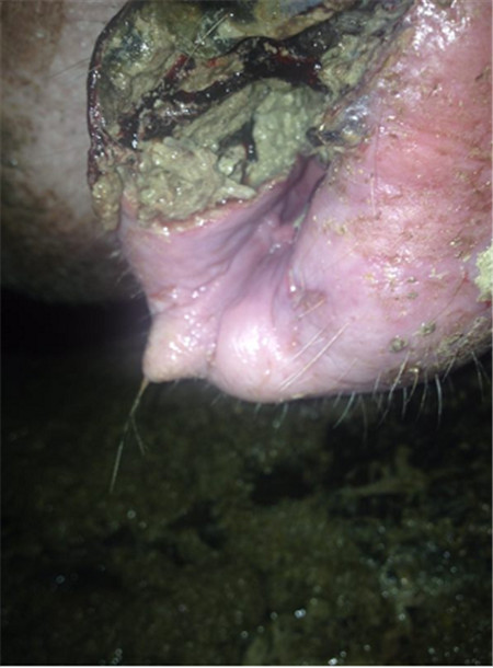 母猪产道炎症——这个“隐形杀手”要警惕！