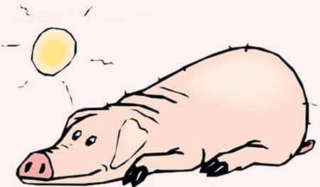 夏季养猪重保肝！99%的猪场都走进误区！