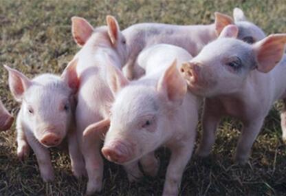 狠!福州要引进无人机对猪场进行严格监管