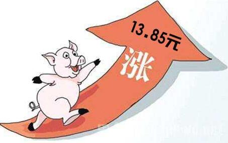 全国猪价本月再次迎来猛涨，7元不再是梦