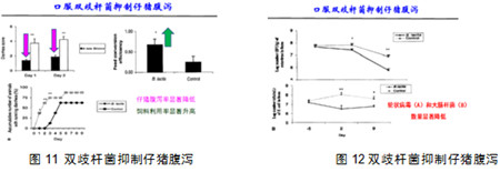 益生菌在肠道黏膜免疫的应用