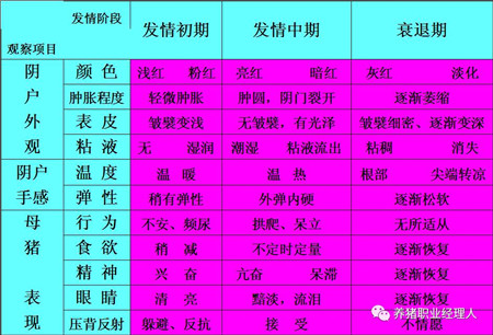 四图四表教会你如何鉴定母猪发情