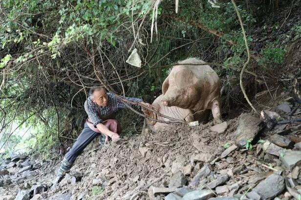 江西现史上最命硬母猪，被山洪冲到下游20公里生还