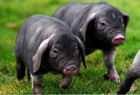 梅山猪遗传资源保种场成功摘得“国字号”称号