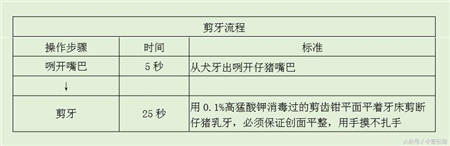 初生仔猪“断脐、剪獠牙、断尾”的必要性及操作流程！