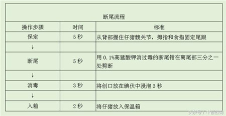 初生仔猪“断脐、剪獠牙、断尾”的必要性及操作流程！