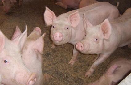 进口肉:5月进口肉11.96万吨 同比下降27%