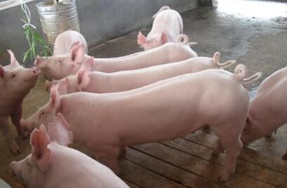 牛!别的地方拆猪场,这里养猪量却增长近1000万头!