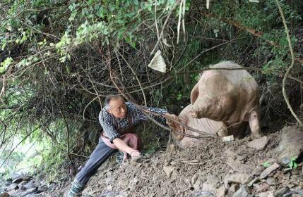 江西300斤母猪被山洪冲到20公里外奇迹生还