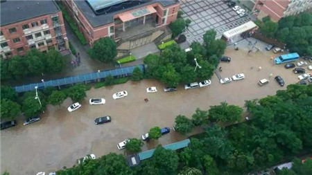 江西连降特大暴雨, 猪场300头猪无师自通游泳逃生