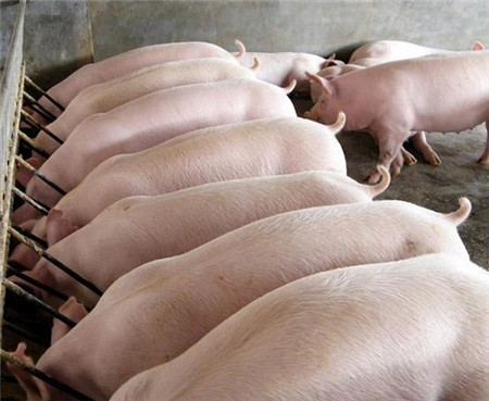养猪人需知:如何育养大肥猪饲养管理的四大秘诀!