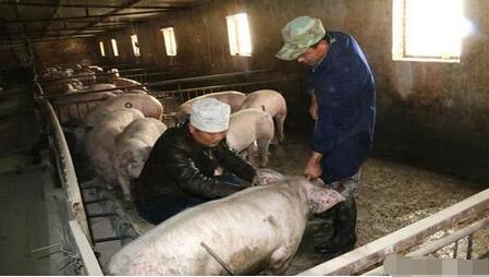 补贴让规模养殖企业顺风顺水 散养户却越来越难过