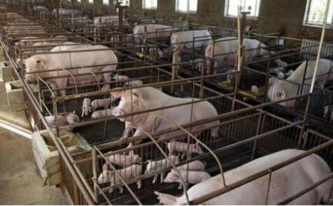 全国猪价涨跌风向标:四川成为养猪业猪价的副班长