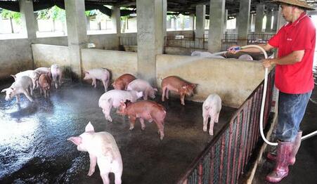 那些受尽白眼的辛苦养猪人,我们到底得罪了谁?