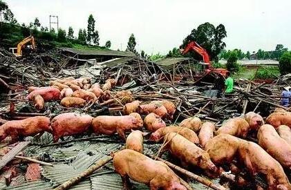 湖北、福建等地再遇关停潮,汪洋副总理讲话来得及时!