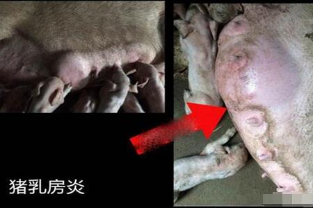 醋是一大宝，治疗猪病有奇招！