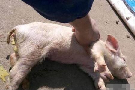 醋是一大宝，治疗猪病有奇招！