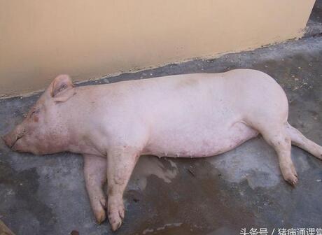 猪出现急性死亡，怎么样简单快速解决？