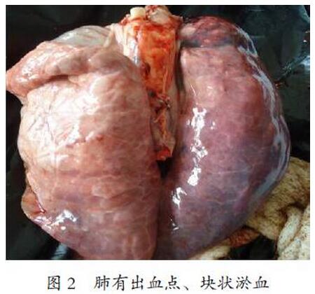 猪蓝耳病病毒、圆环病毒和大肠杆菌混合感染的诊断