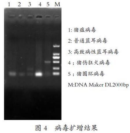 猪蓝耳病病毒、圆环病毒和大肠杆菌混合感染的诊断