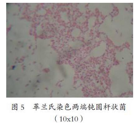 猪蓝耳病病毒、圆环病毒和大肠杆菌混合感染的诊断